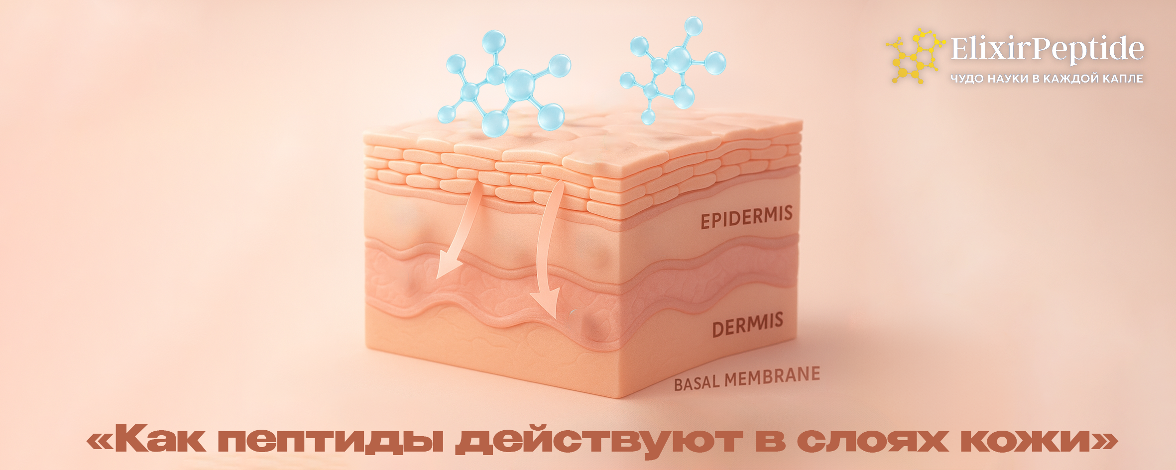 Как пептиды действуют в слоях кожи